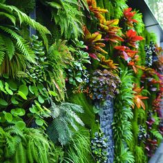 a green wall filled with lots of different types of plants