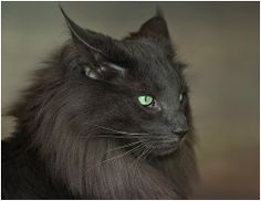 a long haired black cat with green eyes