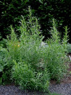 some very pretty green plants by some bushes