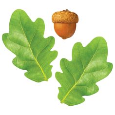 T10097 Accent Leaves Acorn Package Word Walls, Iridescent Foil, Sequencing Activities, Oak Leaves, Free Activities, Oak Leaf, Flash Cards, Word Wall, Oak Tree