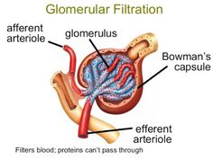 an image of the anatomy of the stomach