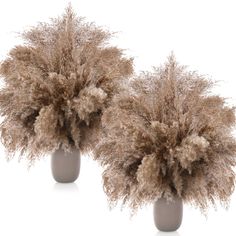 two vases filled with dry grass on a white background