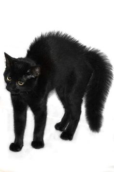 a black cat standing on top of a white surface