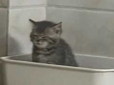 a cat sitting in a bathtub with its eyes closed