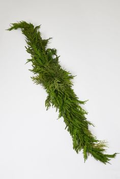 a long branch of green moss on a white background