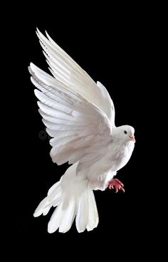 a white bird flying in the air with its wings spread