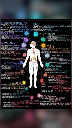 the human body and its major functions in each part of the body, including different types of