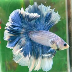 a blue and white siamese fish in an aquarium with another red one behind it