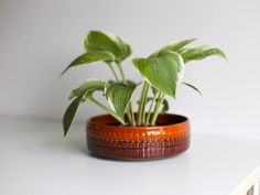 a potted plant sitting on top of a white table