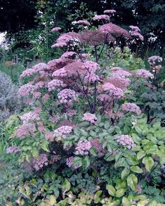 purple flowers are blooming in the garden next to green bushes and shrubs, with trees in the background