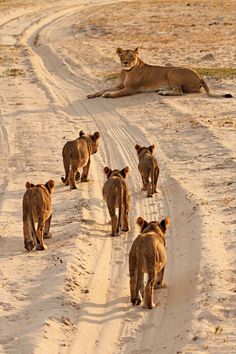 several lions walking down a dirt road in the wild