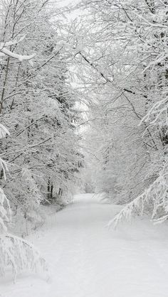 a snow covered road surrounded by tall trees