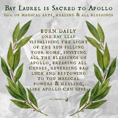 Bay Laurel and its Magical Properties - Magical Recipes Online Magical Recipes, Cleansing Energy, Hoodoo Spells, Green Witchcraft, Energy Cleansing, Witch Garden