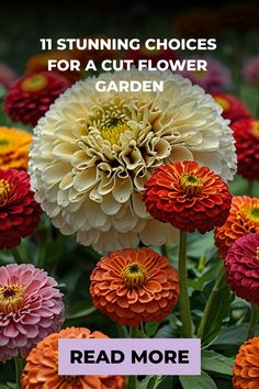 colorful flowers with the words, 11 stunning choices for a cut flower garden read more