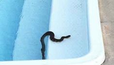 a black snake in a blue bath tub