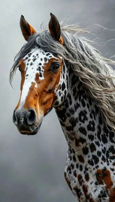 a brown and white horse with long hair on it's head, standing in front of a cloudy sky