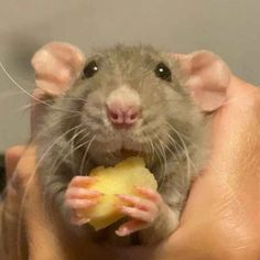 a small rat eating an apple in someone's hand