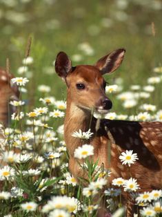 two young deer standing in a field of daisies