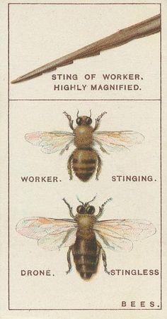 Bees Honey Facts, Stingless Bees, Bee Stuff, Sabbath School, Worker Bee, I Love Bees, Bee Skep