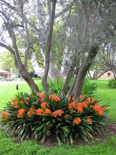 an orange flower bush sitting in the middle of a lush green park