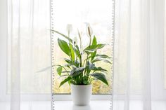 a potted plant sitting on top of a table next to a window with sheer curtains