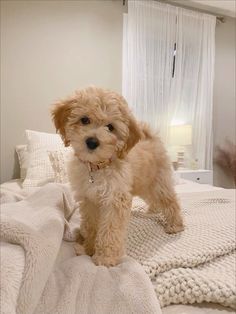 a small brown dog standing on top of a bed next to a white blanket and pillows