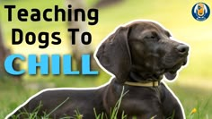 a dog laying in the grass with its eyes closed and text teaching dogs to chill