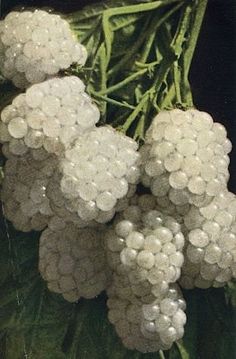 a bunch of white flowers sitting on top of a green plant