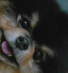 a close up of a dog with its tongue out