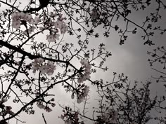 some white flowers and branches against a cloudy sky