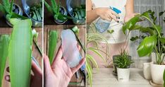 two pictures show the process of cutting and cleaning plants in pots, while another shows how to clean them