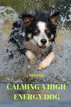 a black and white dog splashing in water with the caption saying 9 tips for calming a high energy dog