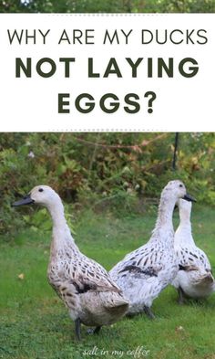 two ducks standing next to each other in the grass with text overlay that reads, why are my ducks not laying eggs?