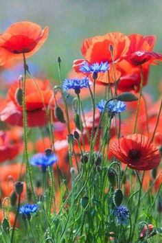 red and blue flowers are growing in the grass