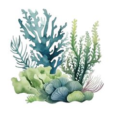 watercolor painting of seaweed, corals and algae on a white background with blue accents