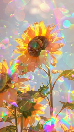 three sunflowers in the middle of a rainbow - filled sky, with water droplets all around them