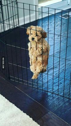 a small dog in a cage on the floor looking out from it's enclosure