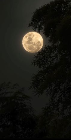 the full moon is seen through some trees