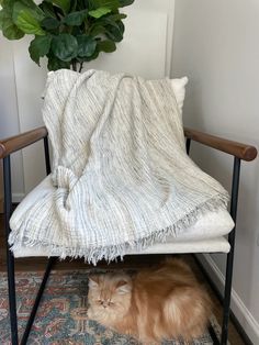 an orange cat laying under a blanket on top of a chair next to a potted plant