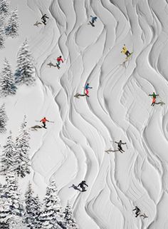 many skiers are skiing down a snow covered hill in the wintertime, with pine trees on both sides