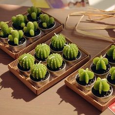 there are many small green cactus plants in the trays on the table with ribbons