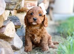 a small brown dog sitting next to a pile of rocks