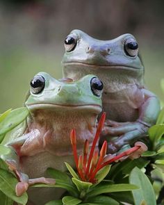 two frogs sitting on top of green leaves and red flower stems with eyes wide open