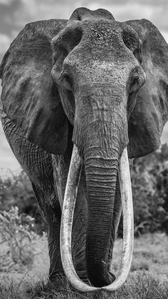 an elephant with tusks standing in the grass