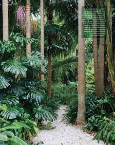 an image of a tropical garden with palm trees