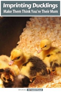 some little ducks are sitting in a pile of hay with the caption saying, i'm trying to make them think you're their mom