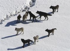 several wolfs are walking in the snow together