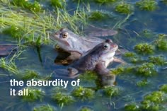 two frogs sitting in the water with their mouths open