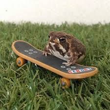 a frog sitting on top of a skateboard in the grass