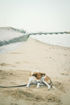 a brown and white dog laying on top of a sandy beach